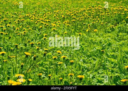 Wiese mit gelben Blüten Stockfoto