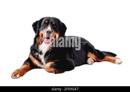 Berner Berghund liegt Stockfoto