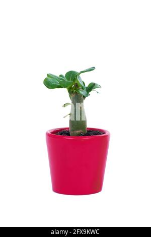 Eine Miniatur-adenium obesum-Pflanze in einer rosa Keramikpflanze Topf auf weißem Hintergrund Stockfoto