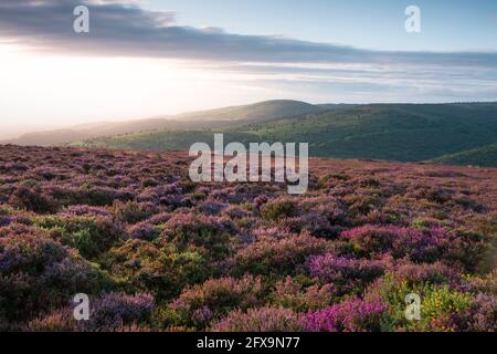 Heather im Spätsommer auf Longstone Hill bei Sonnenaufgang mit Dowsborough Camp Beyond in der Quantock Hills National Landscape, Somerset, England. Stockfoto