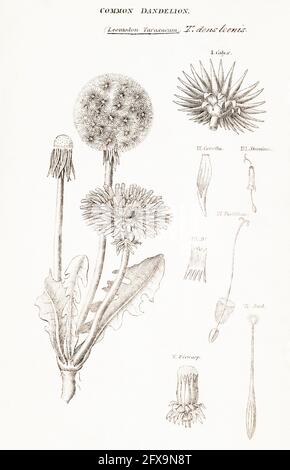 Kupferstich-botanische Illustration von Dandelion / Taraxacum officinale aus Robert Thorntons British Flora, 1812. Medizinisches Unkraut, auch im Salat gegessen Stockfoto