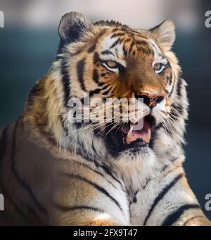 Sibirischer oder Amur-Tiger-Kopf aus der Nähe mit Zähnen. Hochformat. Nahansicht mit unscharfem grünen Hintergrund. Wilde Tiere beobachten, große Katze Stockfoto