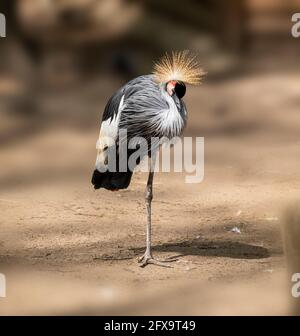 Auf einem Bein mit verschwommenem sandbraunem Hintergrund stehender grauer Kranich (balearica regulorum). Vogel auch bekannt als African gekrönt Kran, gehen Stockfoto