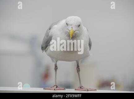 Möwe in Nahaufnahme Stockfoto