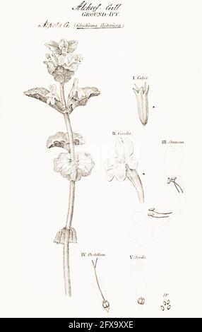 Kupferstich-botanische Illustration von Ground Ivy, Alehoof / Glechoma hederacea aus Robert Thorntons British Flora, 1812. Traditionelle Heilpflanze Stockfoto