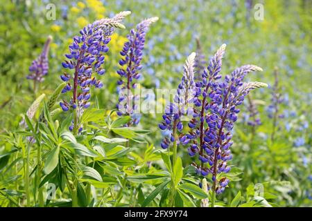 Lupinenblüten blühen auf einer Sommerwiese. Wildblumen im grünen Gras, Natur Hintergrund Stockfoto