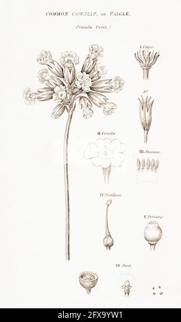 Kupferstich-botanische Illustration von Cowslip / Primula veris aus Robert Thorntons British Flora, 1812. Einmal als Heilpflanze in Heilmitteln verwendet. Stockfoto