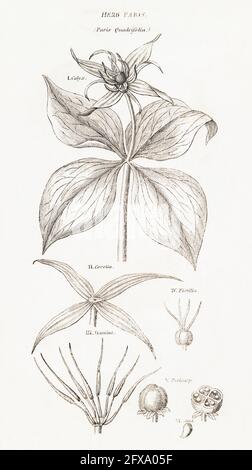 Kupferplatte botanische Illustration von Herb Paris / Paris quadrifolia aus Robert Thorntons British Flora, 1812. Giftige Pflanze, die in alten Heilmitteln verwendet wird. Stockfoto