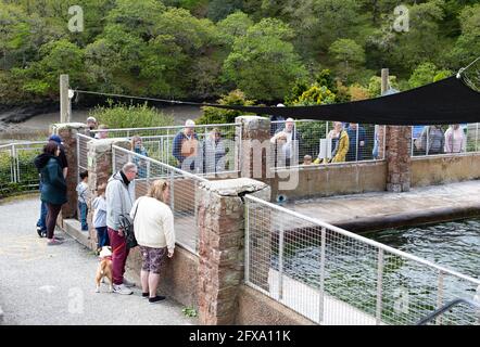 Gweek, Cornwall, 26. Mai 2021, Besucher genießen das Cornish Robbe Sanctuary, das Robbenjungen seit über 60 Jahren rettet und weit über 3000 Welpen gerettet hat. Das Einbahnsystem ist gut ausgeschildert und sicher mit viel Platz im Freien.Quelle:Keith Larby/Alamy Live News Stockfoto