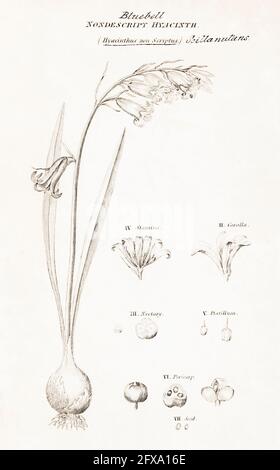 Kupferplatte botanische Illustration von Bluebell / Hyacinthoides non-scripta aus Robert Thorntons British Flora, 1812. Einmal als Heilpflanze verwendet. Stockfoto