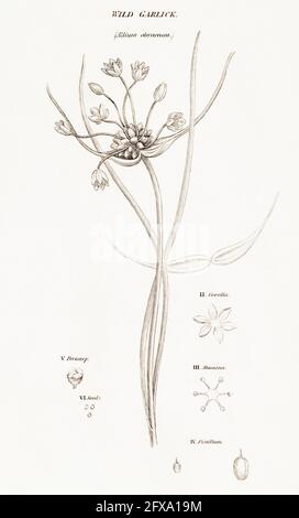 Kupferstich-botanische Illustration von Wild Garlic, Field Garlic / Allium oleraceum aus Robert Thorntons British Flora, 1812. Einmal medizinisch verwendet. Stockfoto