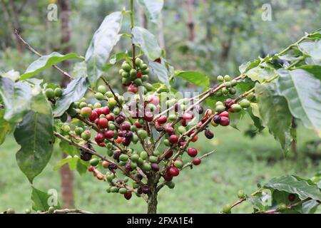 Coffea Arabica mit reifen und grünen Kaffeebeeren auf der Pflanze In der Kaffeeplantage Stockfoto