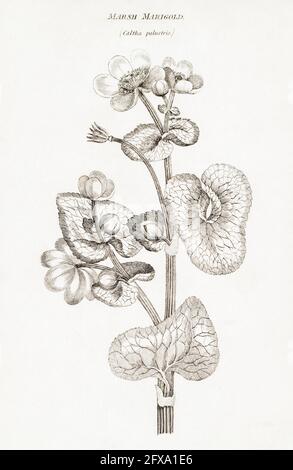 Kupferstich-botanische Illustration von Marsh Marigold / Caltha palustris aus Robert Thorntons British Flora, 1812. Einmal als Heilpflanze verwendet. Stockfoto