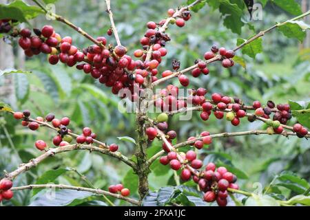 Reifen Sie den Kaffee aus nächster Nähe aus Arabica-Beeren. Arabica-Kaffeebohnen bereit zur Ernte Stockfoto