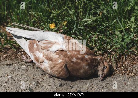 Am Straßenrand liegt eine tote Taube auf dem Boden. Foto einer toten roten Taube. Stockfoto