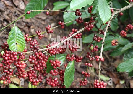 Reifen Sie Kaffeekirsche von Robusta. Roter Robusta-Kaffee auf den Zweigstellen der Kaffeepflanze Stockfoto