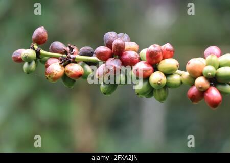 Robusta Kaffeebeeren aus der Nähe. Reife und grüne Kaffeebohnen von Robusta Stockfoto