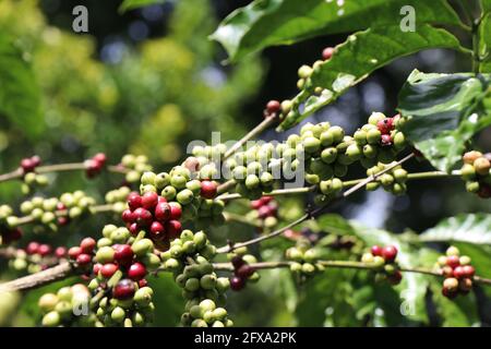 Robusta-Kaffeepflanze mit reifen und unreifen Kaffeebohnen Auf demselben Zweig mit Sonnenbrausen, die auf den Kaffee fallen Kirschen Stockfoto