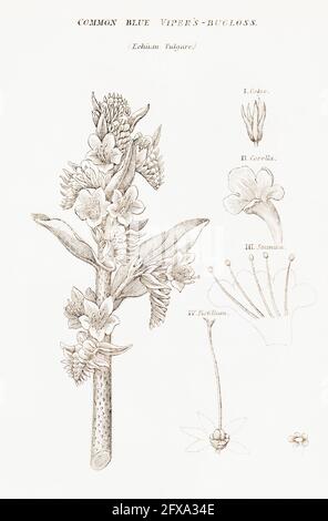 Kupferplatte botanische Illustration von Vipers Bugloss / Echium vulgare aus Robert Thorntons British Flora, 1812. Einmal als Heilpflanze verwendet. Stockfoto