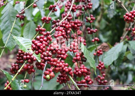 Robusta-Kaffeebeeren aus der Nähe von langen Kaffeehirschen. Kaffeeplantage mit Nahaufnahme von Robusta-Kaffee Stockfoto