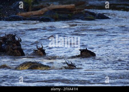 Die Krokodile ziehen ein, um ihren Angriff zu machen. MASAI MARA NATIONAL RESERVE, KENIA: Ein FOTOGRAF hat den Moment mit einem massiven zwölftausend-pou festgehalten Stockfoto