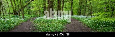 Eine Kreuzung im Foopath in den Knoblauchwäldern bei Schloss Lennox in Lennoxtown. Stockfoto