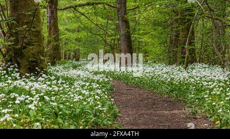 Ein Foopath im Knoblauchwald bei Lennox Castle in Lennoxtown. Stockfoto