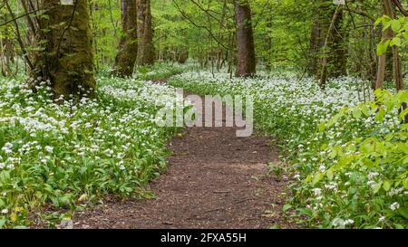 Ein verwinkelt Foopath in den Knoblauchwäldern in der Nähe von Lennox Castle in Lennoxtown. Stockfoto