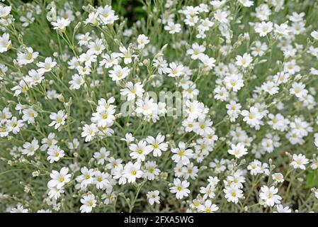 Verfilztes Hornkraut, Cerastium tomentosum, im Frühjahr Stockfoto