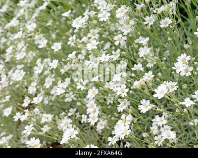 Verfilztes Hornkraut, Cerastium tomentosum, im Frühjahr Stockfoto