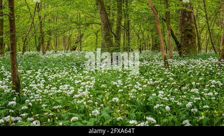 In den Knoblauchwäldern bei Schloss Lennox in Lennoxtown. Stockfoto