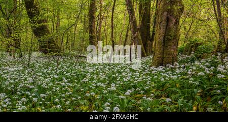 In den Knoblauchwäldern bei Schloss Lennox in Lennoxtown. Stockfoto