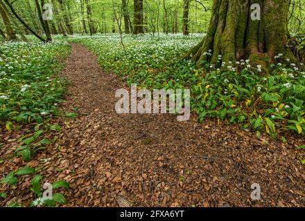 Ein Fußweg in den Knoblauchwäldern in der Nähe des Schlosses Lennox in Lennoxtown. Stockfoto