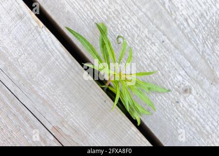 Grüner Sproß wächst durch den Boden aus rauem Grau Holzbretter Stockfoto