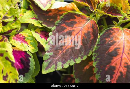 Nahaufnahme von bunten Blättern von Coleus scutellarioides Stockfoto