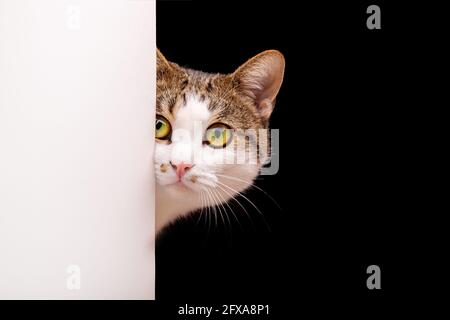 Katze schaut raus, Katze auf weißem Hintergrund guckt um die Ecke Stockfoto