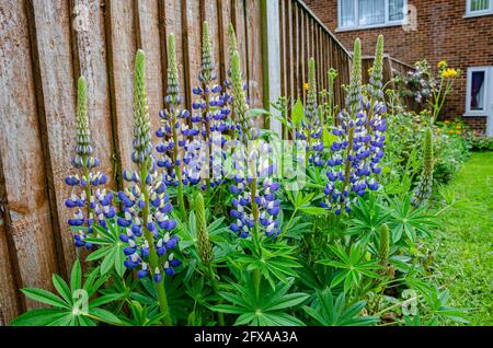 Violette Lupinenblüten, bunte Spitzen, die über den Blättern der Pflanze ragen. Stockfoto