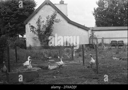 Das Dorf Ruigoord (bei Halfweg) muss aufgrund der Erweiterung der Industriegebiete verschwinden Amsterdam, 23. Juli 1973, Dörfer, Niederlande, 20. Jahrhundert Presseagentur Foto, Nachrichten zu erinnern, Dokumentarfilm, historische Fotografie 1945-1990, visuelle Geschichten, Menschliche Geschichte des zwanzigsten Jahrhunderts, Momente in der Zeit festzuhalten Stockfoto