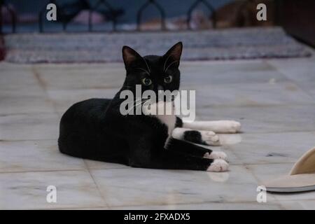 Schwarze Katze sitzend aussehende Kamera Stockfoto