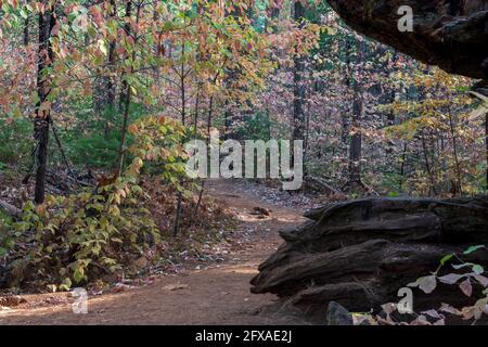 Herbstfarben auf dem South Grove Trail des Calaveras Big Trees State Park, Kalifornien, USA, mit Dogwood-Blättern und Nadelbäumen und dem alten Roo Stockfoto