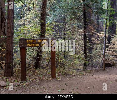 Herbstfarben auf dem South Grove Trail des Calaveras Big Trees State Park, Kalifornien, USA, mit Dogwood-Blättern und Nadelbäumen und einem Trail SIG Stockfoto