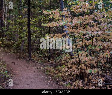 Herbstfarben auf dem South Grove Trail des Calaveras Big Trees State Park, Kalifornien, USA, mit Dogwood-Blättern und Nadelbäumen und einem Trail SIG Stockfoto