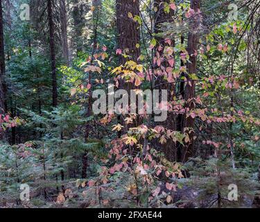 Herbstfarben auf dem South Grove Trail des Calaveras Big Trees State Park, Kalifornien, USA, mit Dogwood-Blättern und Nadelbäumen am Pfad Stockfoto