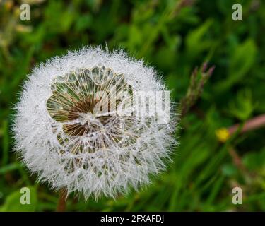 Hochwinkelige Ansicht von Tautropfen auf reifen Dandelionblüten mit Samenstielen. Selektiver Fokus auf Samen im Mittelfeld. Geringe Schärfentiefe Stockfoto