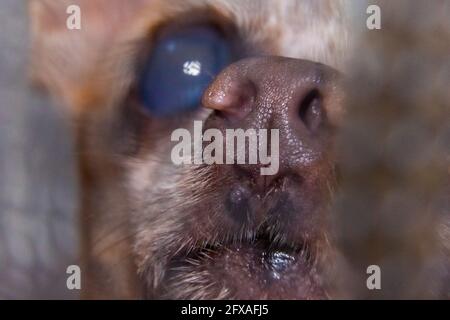 Nahaufnahme der Nase des Hundes Stockfoto