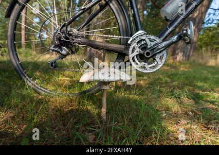 Fahrrad im Wald. Radfahren durch den Wald. Sammeln von Pilzen im Wald. Fahrrad im Wald. Stockfoto