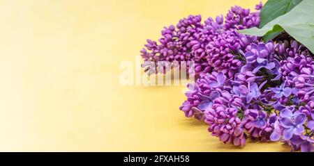 Fliederblüten auf gelbem Hintergrund. Eine Gruppe von lila Blüten. Ein blühender Zweig von Fliedern. Stockfoto