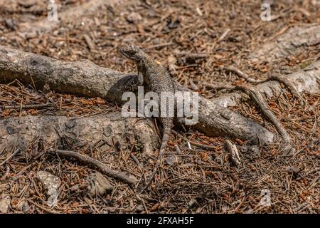 Eine farbenfrohe Eidechse aus dem Osten mit schuppiger Haut Auf einer Baumwurzel, die die Nachmittagswärme und den Sonnenschein genießt An einem sonnigen Tag im späten Frühling Stockfoto