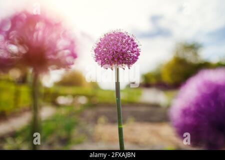 Allium Gladiator blüht im Frühlingsgarten. Lila Blüten wachsen in der Landschaft bei Sonnenuntergang Stockfoto