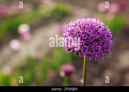 Allium Gladiator blüht im Frühlingsgarten. Lila Blüten wachsen in der Landschaft Stockfoto